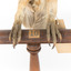 Morepork/Tasmanian Spotted Owl standing on wooden perch 