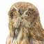 Morepork/Tasmanian Spotted Owl standing on wooden perch 
