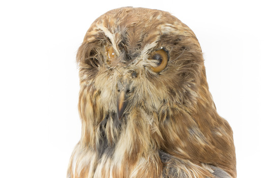 Morepork/Tasmanian Spotted Owl standing on wooden perch 