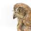 Morepork/Tasmanian Spotted Owl standing on wooden perch facing side