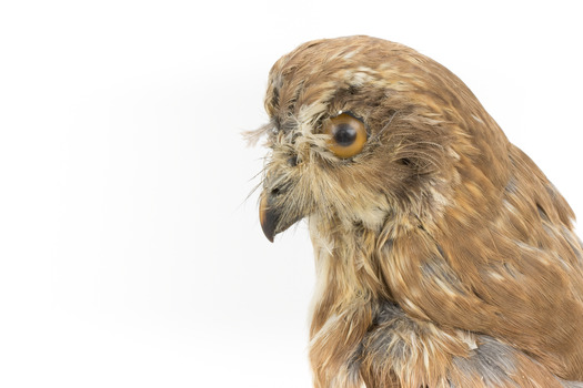Morepork/Tasmanian Spotted Owl standing on wooden perch facing side
