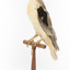 Black shouldered kite standing on wooden perch facing front left