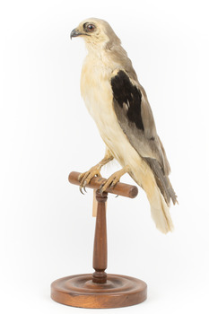 Black shouldered kite standing on wooden perch facing front left