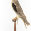 Black shouldered kite standing on wooden perch facing back left