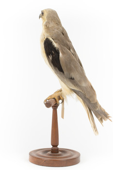 Black shouldered kite standing on wooden perch facing back left