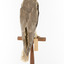 Black shouldered kite standing on wooden perch facing back