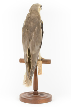 Black shouldered kite standing on wooden perch facing back