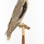 Black shouldered kite standing on wooden perch facing back right)