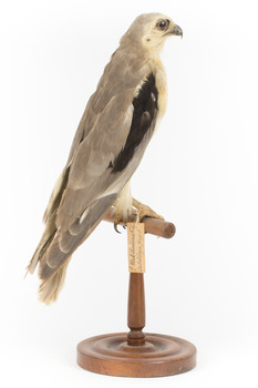 Black shouldered kite standing on wooden perch facing back right)