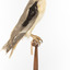 Black shouldered kite standing on wooden perch facing side (right)