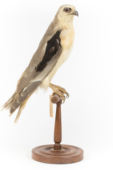 Black shouldered kite standing on wooden perch facing side (right)