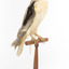 Black shouldered kite standing on wooden perch facing front right