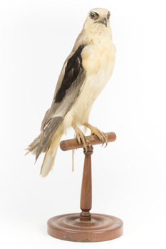 Black shouldered kite standing on wooden perch facing front right