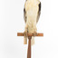 Black shouldered kite standing on wooden perch facing front
