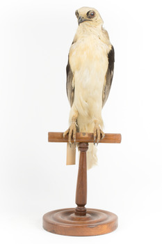 Black shouldered kite standing on wooden perch facing front