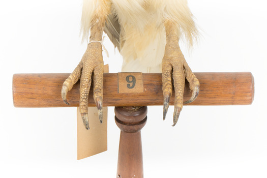 Black shouldered kite standing on wooden perch - close-up of claws on perch, numbered wooden perch (see inscription)