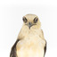 Black shouldered kite standing on wooden perch - close-up of face
