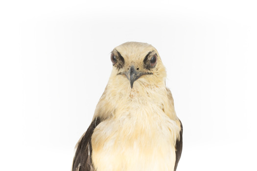 Black shouldered kite standing on wooden perch - close-up of face