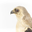 Black shouldered kite standing on wooden perch closeup of head facing left)