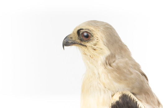 Black shouldered kite standing on wooden perch closeup of head facing left)