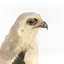 Black shouldered kite standing on wooden perch closeup of head facing right