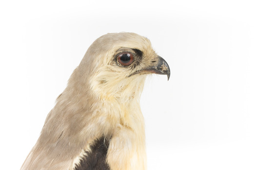 Black shouldered kite standing on wooden perch closeup of head facing right