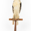 Black shouldered kite standing on wooden perch facing forward