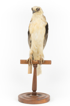 Black shouldered kite standing on wooden perch facing forward