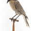 Grey Currawong/grey crow standing on wooden perch facing front left