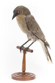 Grey Currawong/grey crow standing on wooden perch facing front left