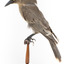 Grey Currawong/grey crow standing on wooden perch facing left side