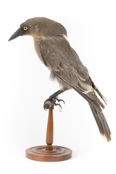 Grey Currawong/grey crow standing on wooden perch facing left side