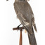 Grey Currawong/grey crow standing on wooden perch facing back left