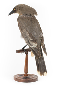 Grey Currawong/grey crow standing on wooden perch facing back left