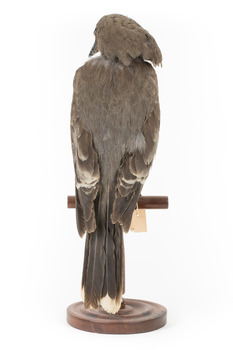 Grey Currawong/grey crow standing on wooden perch facing back