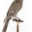 Grey Currawong/grey crow standing on wooden perch facing back right
