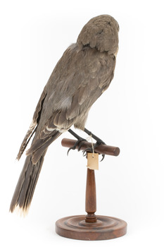 Grey Currawong/grey crow standing on wooden perch facing back right