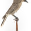 Grey Currawong/grey crow standing on wooden perch facing side right