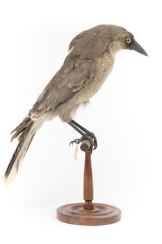 Grey Currawong/grey crow standing on wooden perch facing side right