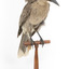 Grey Currawong/grey crow standing on wooden perch facing front right