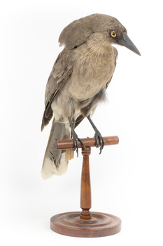 Grey Currawong/grey crow standing on wooden perch facing front right