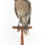 Grey Currawong/grey crow standing on wooden perch facing front