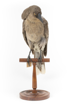 Grey Currawong/grey crow standing on wooden perch facing front