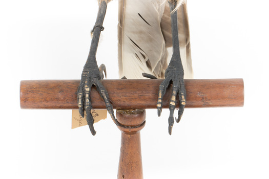 Grey Currawong/grey crow standing on wooden perch - closeup of claws on perch
