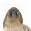 Grey Currawong/grey crow standing on wooden perch front facial close-up