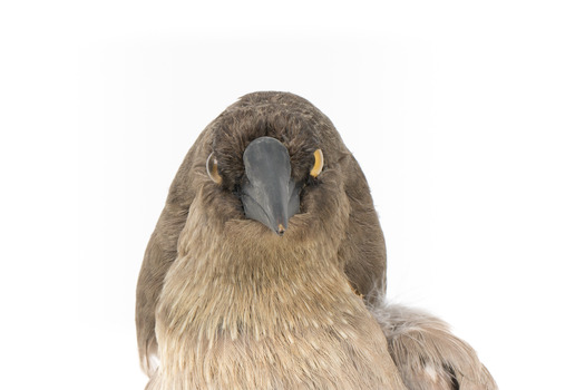 Grey Currawong/grey crow standing on wooden perch front facial close-up