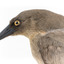 Grey Currawong/grey crow standing on wooden perch side facial close-up left