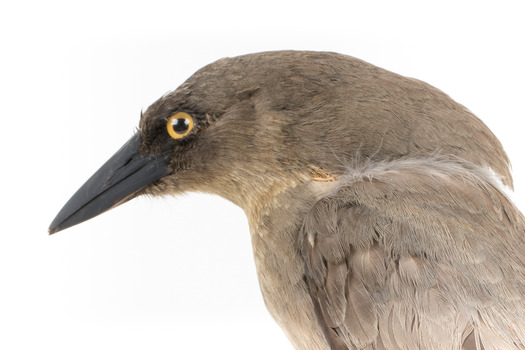 Grey Currawong/grey crow standing on wooden perch side facial close-up left