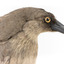 Grey Currawong/grey crow standing on wooden perch side facial close-up