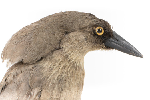 Grey Currawong/grey crow standing on wooden perch side facial close-up